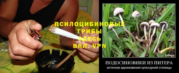 индика Гусев