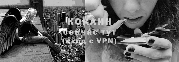 индика Гусев